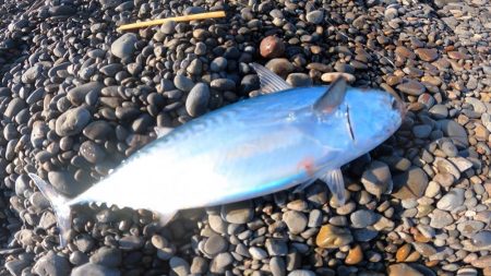 カツオ本格化・ヤイトカツオ(本スマ)も2匹混じる