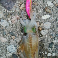 夕まずめに障泥烏賊4杯！