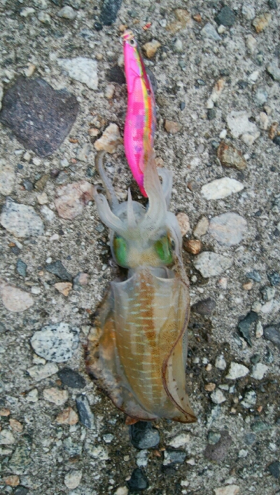 夕まずめに障泥烏賊4杯！