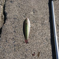 数より魚種が盛りだくさん