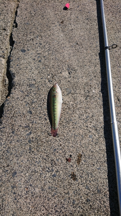 数より魚種が盛りだくさん