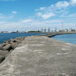 高砂港のキス調査