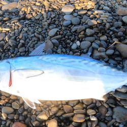 カツオ本格化・ヤイトカツオ(本スマ)も2匹混じる