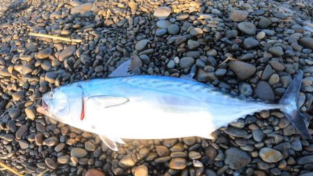 カツオ本格化・ヤイトカツオ(本スマ)も2匹混じる