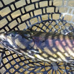 平谷湖フィッシングスポット 釣果