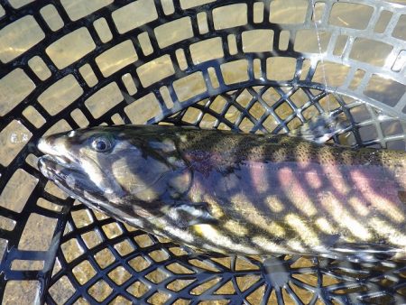 平谷湖フィッシングスポット 釣果