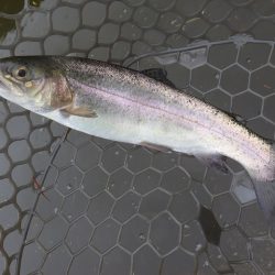 平谷湖フィッシングスポット 釣果