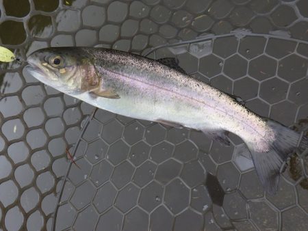 平谷湖フィッシングスポット 釣果