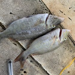 本部釣りイカダ 釣果