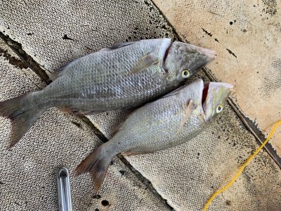 本部釣りイカダ 釣果