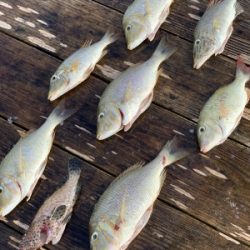 本部釣りイカダ 釣果