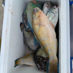 本部釣りイカダ 釣果