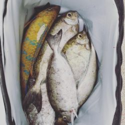 本部釣りイカダ 釣果