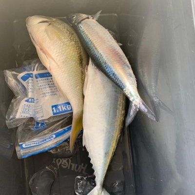 本部釣りイカダ 釣果