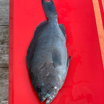 本部釣りイカダ 釣果