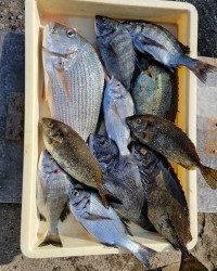 和歌山マリーナシティ釣り公園 釣果