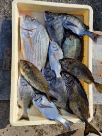 和歌山マリーナシティ釣り公園 釣果