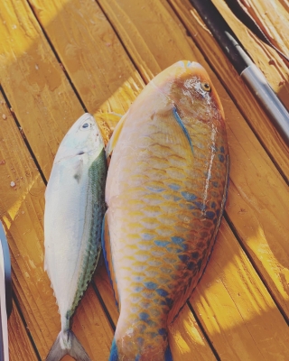 本部釣りイカダ 釣果