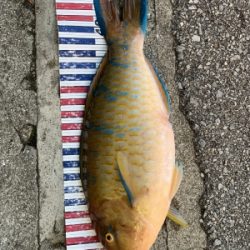 本部釣りイカダ 釣果