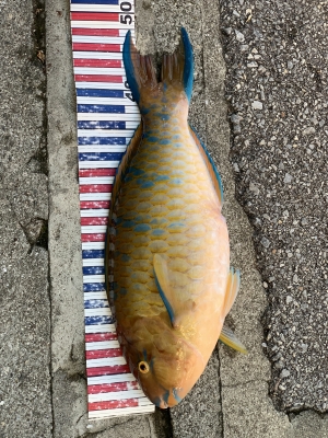 本部釣りイカダ 釣果