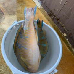 本部釣りイカダ 釣果