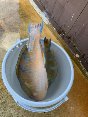 本部釣りイカダ 釣果