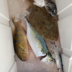 本部釣りイカダ 釣果