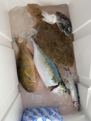 本部釣りイカダ 釣果