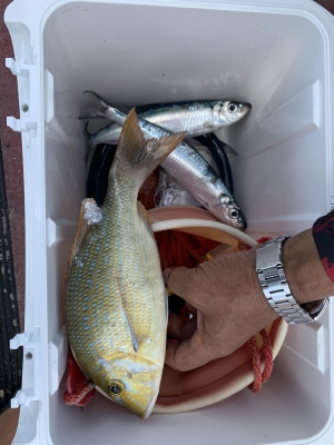 本部釣りイカダ 釣果