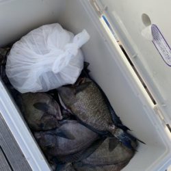 本部釣りイカダ 釣果