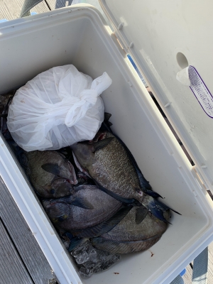 本部釣りイカダ 釣果