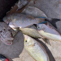 本部釣りイカダ 釣果