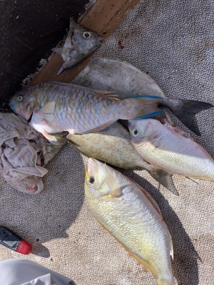 本部釣りイカダ 釣果