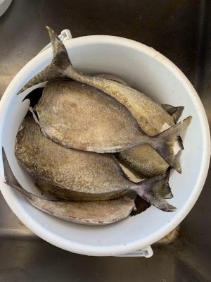 本部釣りイカダ 釣果