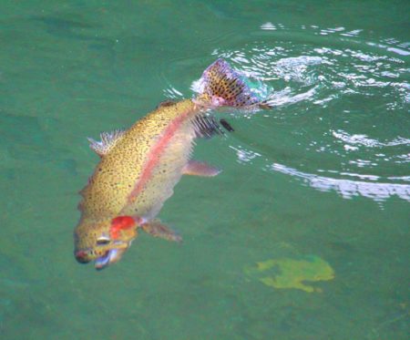 小菅トラウトガーデン 釣果