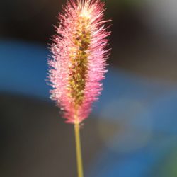 小菅トラウトガーデン 釣果