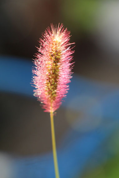 小菅トラウトガーデン 釣果