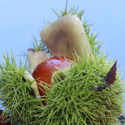 小菅トラウトガーデン 釣果