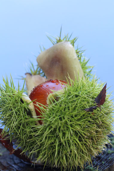 小菅トラウトガーデン 釣果