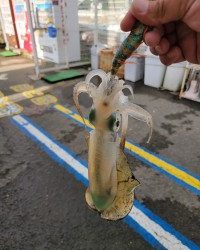 和歌山マリーナシティ釣り公園 釣果