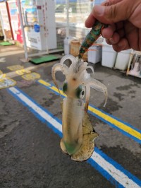 和歌山マリーナシティ釣り公園 釣果