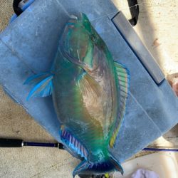 本部釣りイカダ 釣果