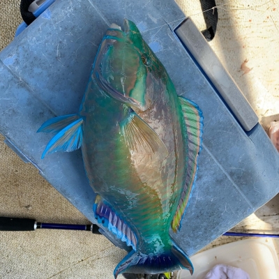 本部釣りイカダ 釣果