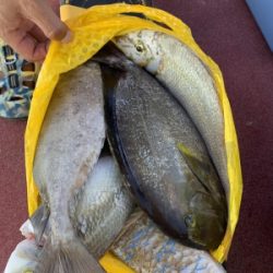 本部釣りイカダ 釣果