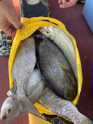 本部釣りイカダ 釣果