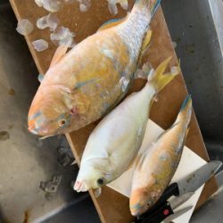 本部釣りイカダ 釣果