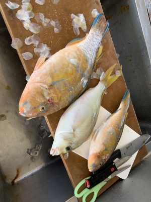 本部釣りイカダ 釣果