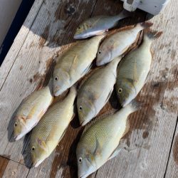 本部釣りイカダ 釣果