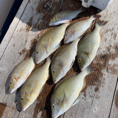 本部釣りイカダ 釣果