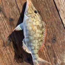 本部釣りイカダ 釣果